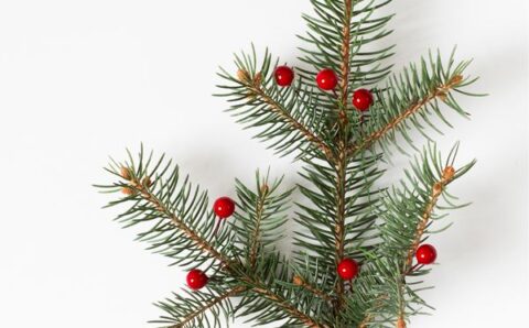 54_noemv_decem_25_cov