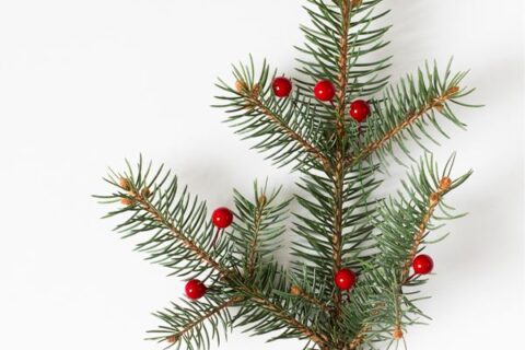 54_noemv_decem_25_cov